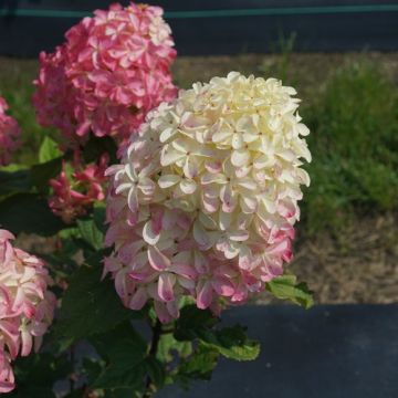 Hydrangea, Panicle 'Quick Fire Fab®'