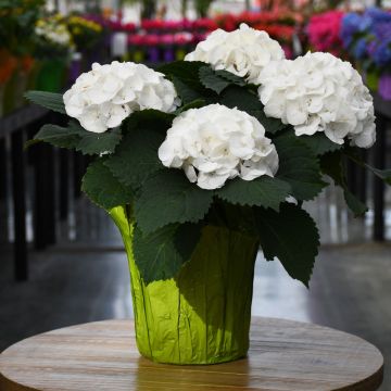 Hydrangea, White