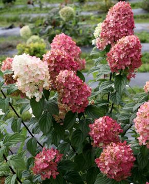 Hydrangea Tree, Panicle 'Firelight®'