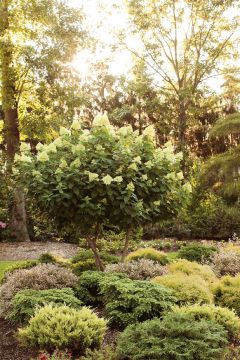 Hydrangea Tree, Panicle 'Limelight'