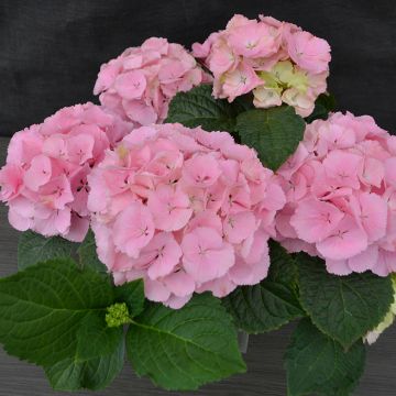 Hydrangea, Easter Pink