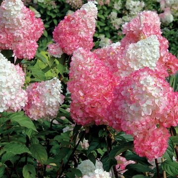 Hydrangea Tree, Panicle 'First Editions® Vanilla Strawberry™'