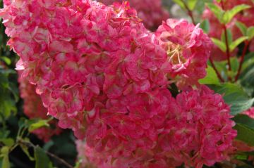 Hydrangea, Panicle 'First Editions® Vanilla Strawberry™' Tree Form (Large Sizes)