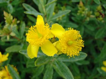 Hypericum, St. John’s Wort 'First Editions® Cobalt-N-Gold™'
