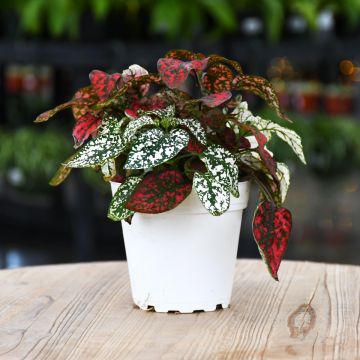 Hypoestes, Polka Dot Plant 'Splash Select™' (assorted colors)