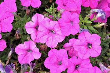 Petunia, Capella™ 'Purple'