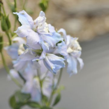 Delphinium, Candle Larkspur Magic Fountain 'Sky Blue White Bee'