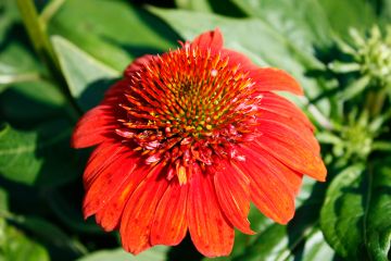 Echinacea, Coneflower 'Sombrero® Fiesta Orange'