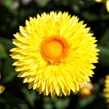 Bracteantha, Strawflower Granvia® 'Gold'