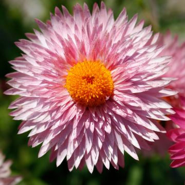 Bracteantha, Strawflower Granvia® 'Pink'