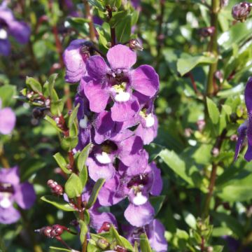 Angelonia, Aria 'Purple'