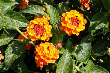 Lantana, Bandolista™ 'Mango'