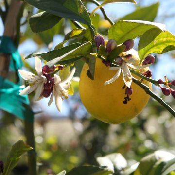 Citrus, Lemon 'Meyer Lemon'