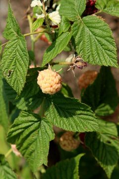 Rubus, Raspberry 'Anne'