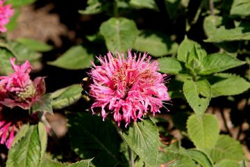 Monarda, Hybrid Beebalm 'Bee-You™ Bee-Lieve'