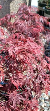 Acer, Japanese Maple 'Velvet Viking™'