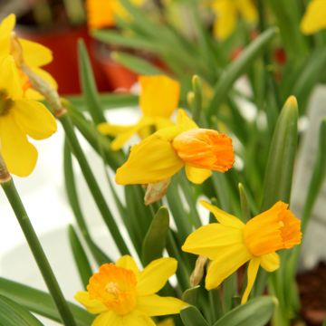Narcissus, Cyclamineus 'Jetfire'