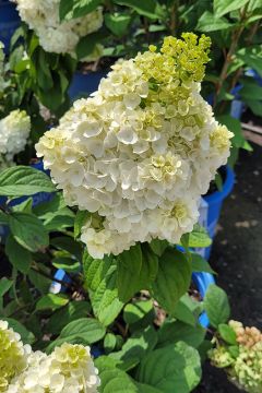 Hydrangea, Panicle 'Moonrock®'