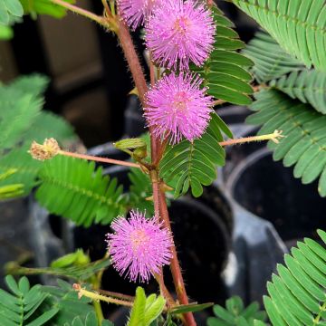 Mimosa Pudica 'Sensitive Plant'