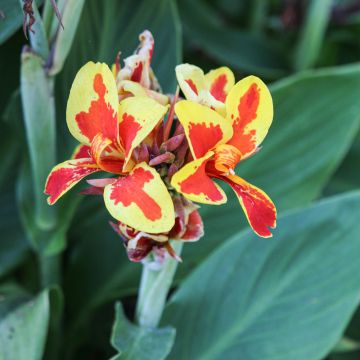 Canna Lily, Cannova® 'Red Golden Flame'