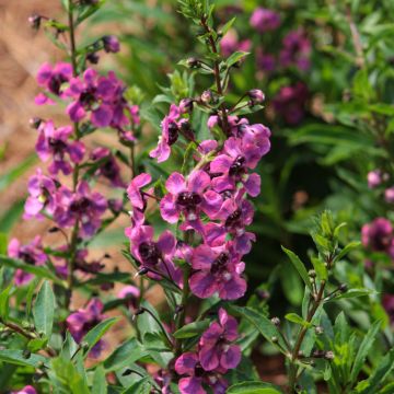 Angelonia, Guardian Angel™ Berry Sparkler