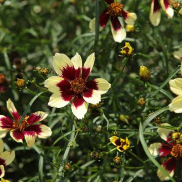 Coreopsis, Tickseed Designer Threads™ 'Creamy Calico'
