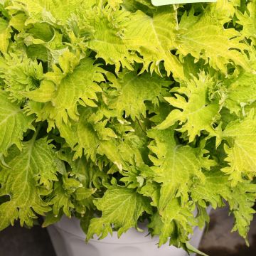 Coleus, TerraScape™ 'Lime & Shine'