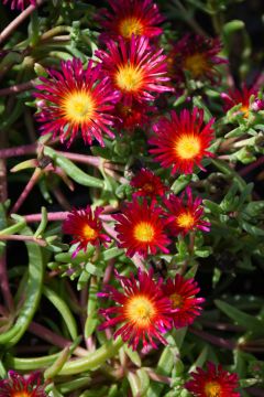 Delosperma, Ice Plant 'Delmara™ Fuchsia'