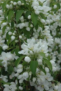 Malus, Flowering Crabapple 'Spring Snow'