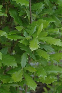 Quercus, Truffle Oak 'Regal Prince®'