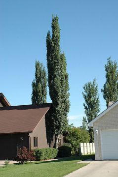 Populus, Swedish Aspen 'Columnar' (Large Sizes)