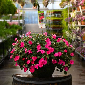 12&quot; Hanging Basket Impatiens Super Elfin Lipstick Hot Pink