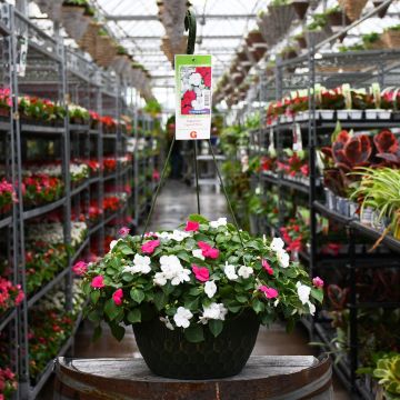  Impatiens 'Lipstick & White Mix' Hanging Basket