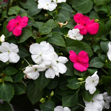 Impatiens 'Lipstick & White Mix'
