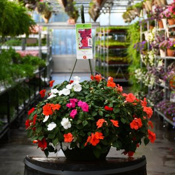 12&quot; Hanging Basket Impatiens Xtreme Mix