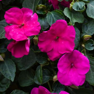 Impatiens 'Violet'