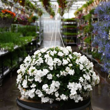 12&quot; Hanging Basket Impatiens Xtreme White