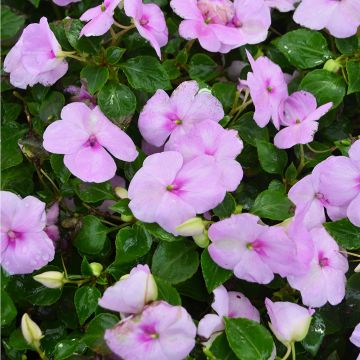 Impatiens, Super Elfin® 'Blue Pearl'