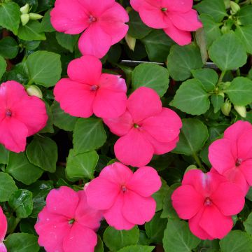Impatiens 'Hot Pink'