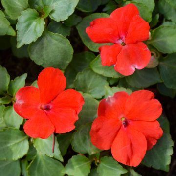 Impatiens, Beacon® 'Bright Red'