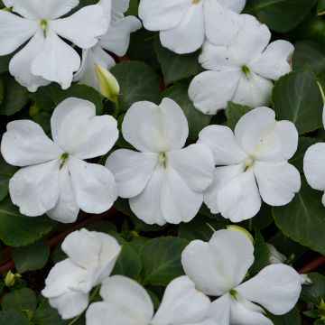 Impatiens, Beacon® 'White'