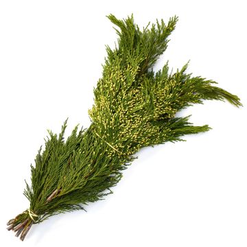 Cedar 'Incense Cedar'