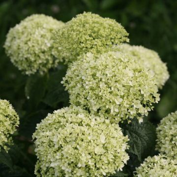 Hydrangea, Smooth 'Invincibelle Limetta®'
