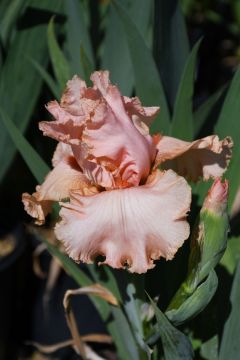 Iris, Bearded 'Peggy Sue'