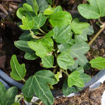 Ivy, Hedera (English Ivy), 'Duckfoot'