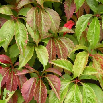 Parthenocissus, Virginia Creeper 'Engleman'