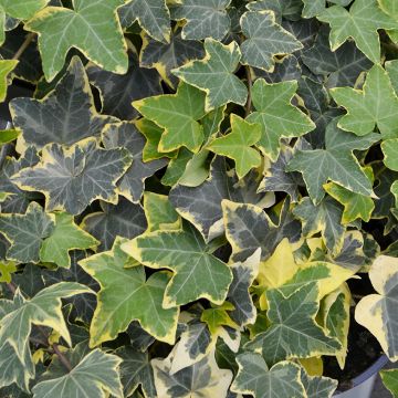 Hedera Helix, English Ivy 'Gold Child'