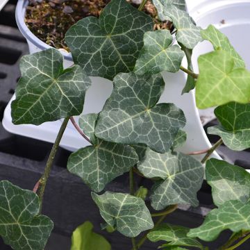 Hedera Helix, English Ivy 'Modern Times'