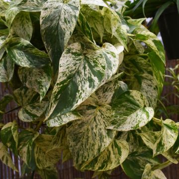 Epipremnum Aureum, Pothos 'Marble Queen'