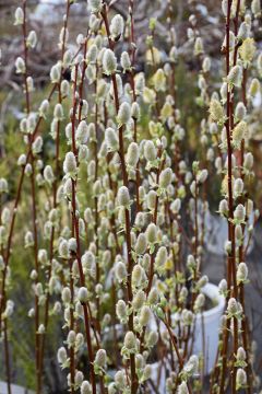 Salix, Pussy Willow 'American'